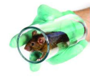 Produto de enriquecimento ambiental - 3084104 - Zoonlab GmbH