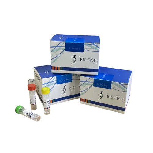 Kit de teste para doenças infecciosas - Hangzhou Bigfish Bio-tech Co., Ltd. - para suínos / em tempo real / para PCR