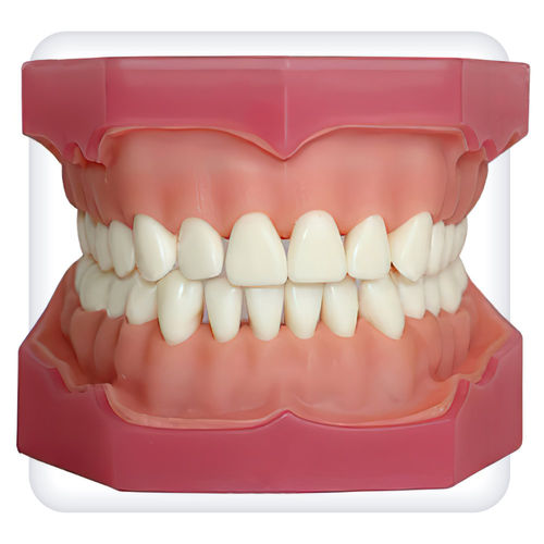 Modelo anatômico de maxilares - CM0004 - SATC solution - de dentição / odontológico / para treinamento
