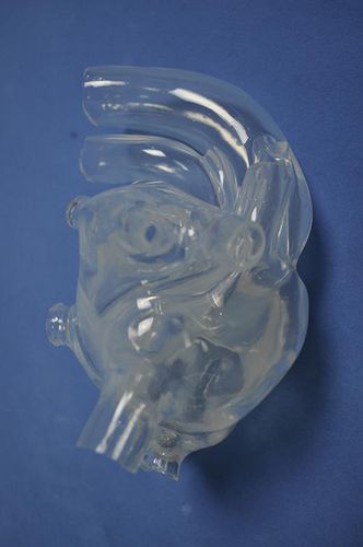 Modelo de coração - XX011D - Trando 3D Medical Technology - para ensino / masculino / de adulto