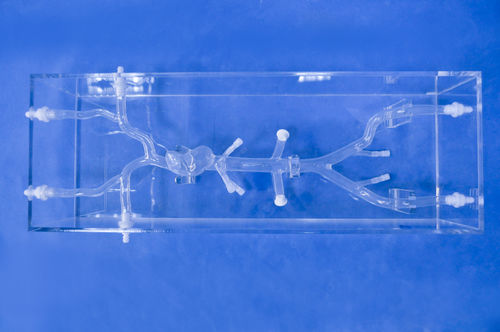 Modelo de coração - XXD017 - Trando 3D Medical Technology - de veia cava / para treinamento / transparente