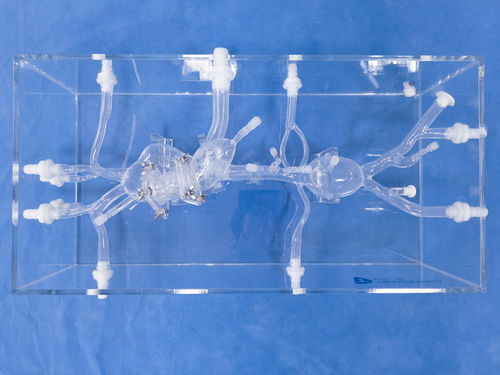 Modelo vascular de vasos sanguíneos - XXS013 - Trando 3D Medical Technology - de artéria / de artéria femoral / de artéria carótida