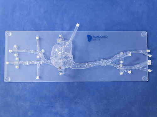 Modelo de coração - XX001S - Trando 3D Medical Technology - de veia cava / de veia / corpo