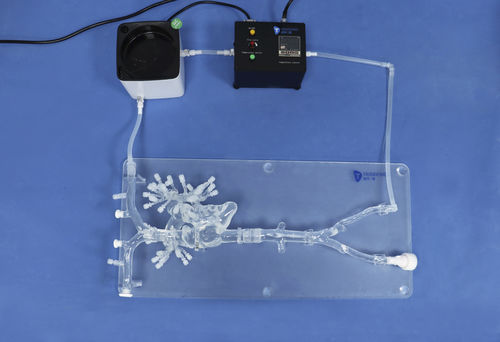 Modelo de artéria - PA001-2 - Trando 3D Medical Technology - para cirurgia minimamente invasiva / para treinamento / para reanimação cardiopulmonar