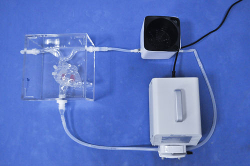 Modelo de coração - XX-003J - Trando 3D Medical Technology - de veia cava / para cirurgia minimamente invasiva / para treinamento