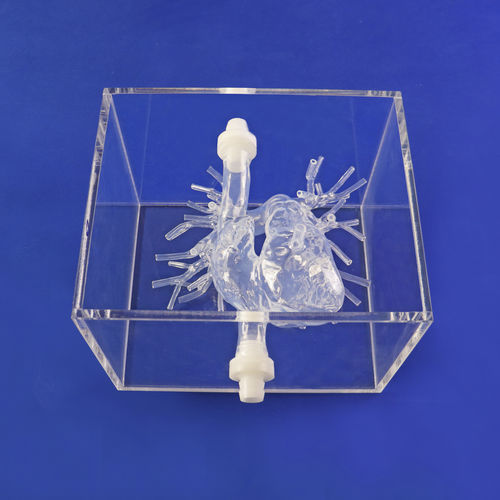 Modelo de artéria - PA001-02 - Trando 3D Medical Technology - para cirurgia minimamente invasiva / para treinamento / transparente