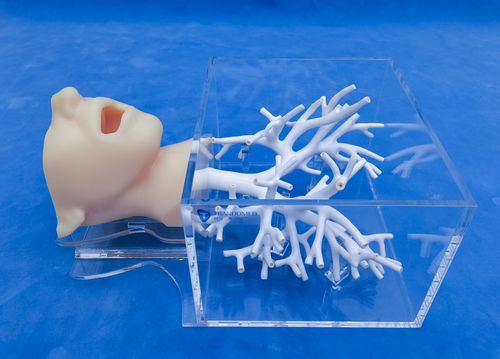 Modelo de cabeça - ZQG-13-1 - Trando 3D Medical Technology - de brônquios / para cirurgia minimamente invasiva / para treinamento