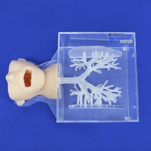 Modelo de cabeça - ZQG-13-01 - Trando 3D Medical Technology - de brônquios / para cirurgia minimamente invasiva / para treinamento