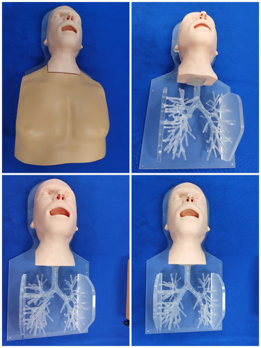 Modelo de cabeça - ZQG-13-02 - Trando 3D Medical Technology - de brônquios / para cirurgia minimamente invasiva / para treinamento