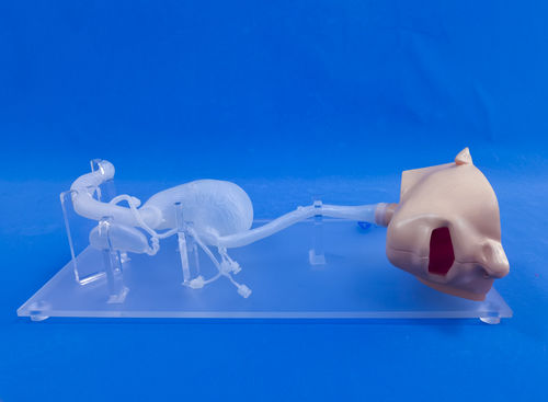 Modelo de cabeça - XHG-11-01 - Trando 3D Medical Technology - de estômago / de esófago / de duodeno