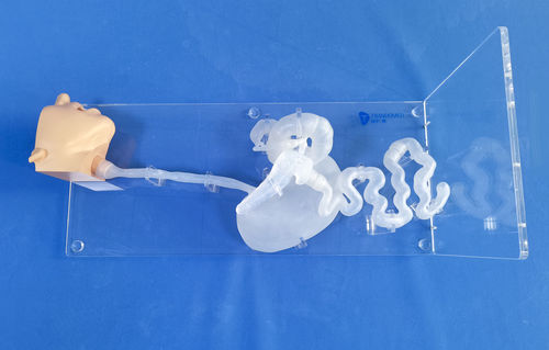 Modelo de cabeça - XHG-11-03 - Trando 3D Medical Technology - de estômago / de esófago / de duodeno