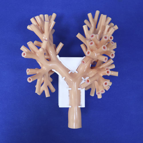 Modelo de brônquio - ZQG-13-04 - Trando 3D Medical Technology - para cirurgia minimamente invasiva / para treinamento / transparente