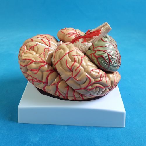 Modelo de cérebro - SDL009 - Trando 3D Medical Technology - para treinamento / transparente / flexível