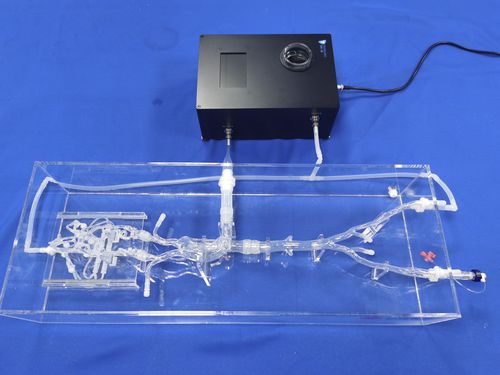 Modelo vascular de vasos sanguíneos - SJX006-2 - Trando 3D Medical Technology - intracraniano / para cirurgia minimamente invasiva / para treinamento