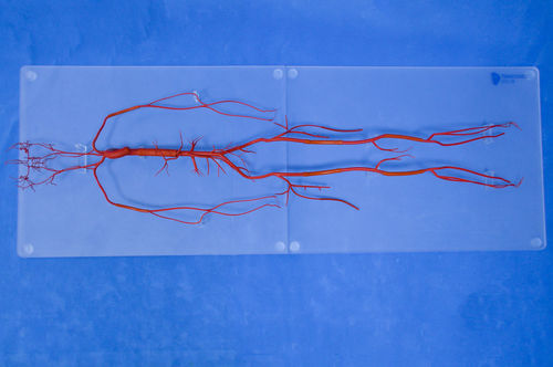 Modelo vascular de vasos sanguíneos - SDL008 - Trando 3D Medical Technology - de corpo inteiro / para treinamento / transparente