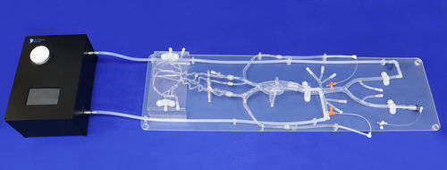 Modelo vascular para neurologia - SJ001D-07 - Trando 3D Medical Technology - intracraniano / de vasos sanguíneos / de artéria