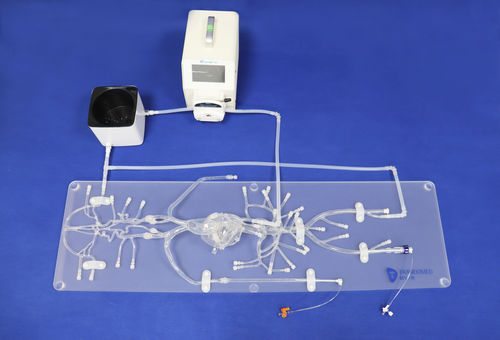 Modelo vascular de angiografia - QS002D-01 - Trando 3D Medical Technology - de vasos sanguíneos / de artéria / de artéria femoral