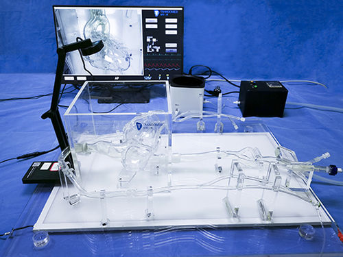Modelo anatômico das artérias coronárias - XXD004 - Trando 3D Medical Technology - para cirurgia minimamente invasiva / para treinamento / transparente