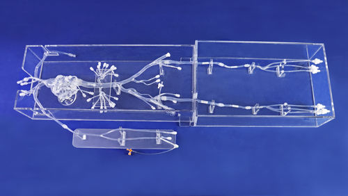 Modelo anatômico cardíaco - FA002D - Trando 3D Medical Technology - de membro inferior / abdominal / de vasos sanguíneos