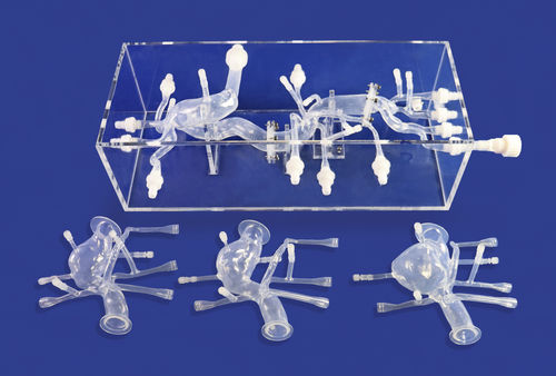 Modelo anatômico cardíaco - FBD012 - Trando 3D Medical Technology - abdominal / de vasos sanguíneos / para treinamento