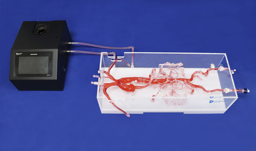 Modelo anatômico abdominal - FBD001 - Trando 3D Medical Technology - de vasos sanguíneos / para cirurgia vascular / para treinamento