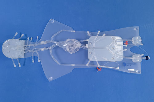 Modelo anatômico de angiografia - QS001D - Trando 3D Medical Technology - de coração / das artérias coronárias / cardíaco