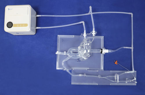 Modelo vascular das artérias coronárias - XXD003-01 - Trando 3D Medical Technology - de artéria carótida / para cirurgia cardíaca / para treinamento