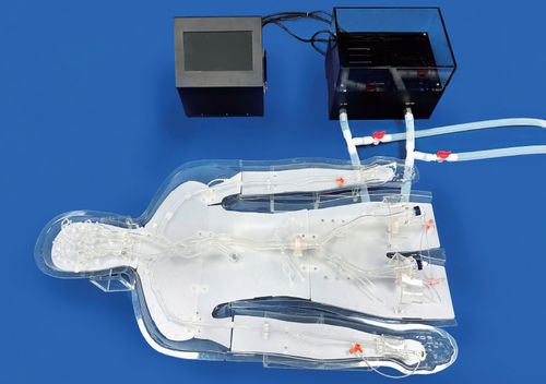 Modelo vascular de vasos sanguíneos - EVT011-01 - Trando 3D Medical Technology - de Polígono de Willis / de corpo inteiro / para cirurgia vascular