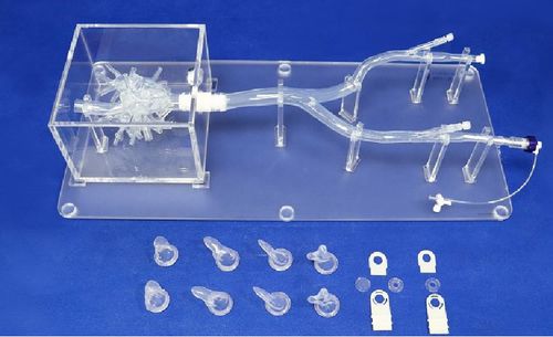 Modelo vascular de vasos sanguíneos - XX013D - Trando 3D Medical Technology - para cirurgia vascular / para treinamento / transparente