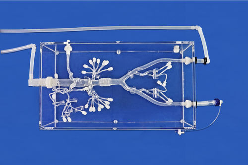 Modelo vascular renal - FBD028 - Trando 3D Medical Technology - abdominal / de artéria femoral / de vasos sanguíneos