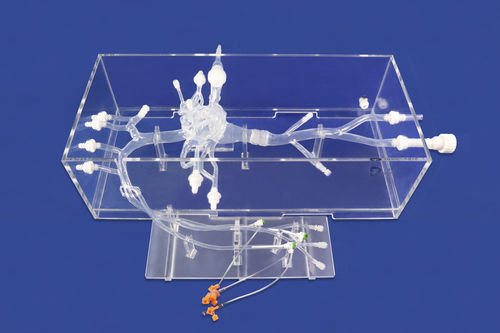 Modelo vascular de artéria - XX002J-01 - Trando 3D Medical Technology - de veia / de artéria carótida / para cirurgia cardíaca
