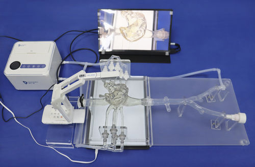Modelo vascular de coração - PV001 - Trando 3D Medical Technology - de artéria carótida / de vasos sanguíneos / das artérias coronárias