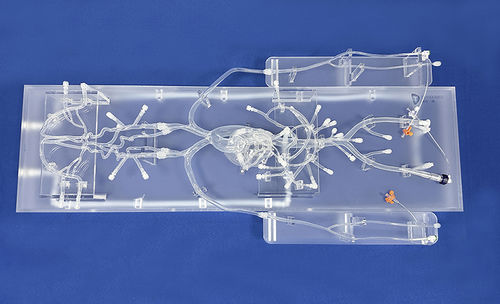Modelo vascular de coração - QS002D-03 - Trando 3D Medical Technology - abdominal / de corpo inteiro / de artéria