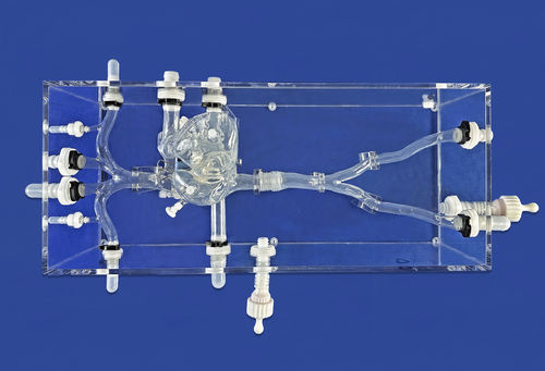 Modelo vascular de coração - XX002J-02 - Trando 3D Medical Technology - de veia / para treinamento / transparente