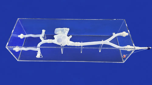 Modelo anatômico de veia cava - XXS007J - Trando 3D Medical Technology - de vasos sanguíneos / para cirurgia cardíaca / para treinamento