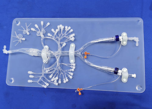 Modelo de artéria - FBD007 - Trando 3D Medical Technology - de artéria femoral / abdominal / renal