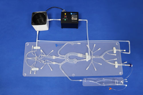 Modelo vascular cerebral - SJ001D - Trando 3D Medical Technology - de nervo / intracraniano / de Polígono de Willis