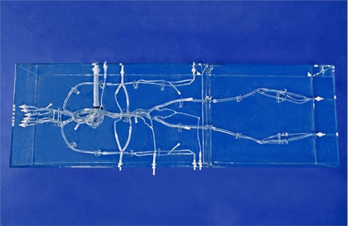 Modelo vascular de artéria carótida - SJX004 - Trando 3D Medical Technology - de artéria tibial / para cirurgia vascular / para treinamento