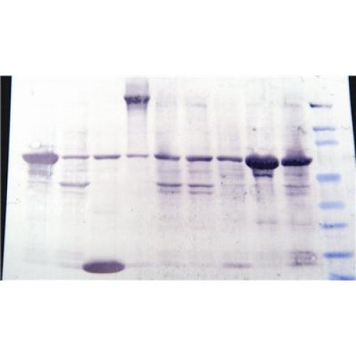 Kit de reagentes corante - 786-34 - G-BIOSCIENCES - para pesquisa científica / de proteínas