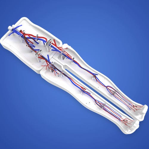 Modelo vascular de membro inferior - PLWZXG005 - Shanghai Preclinic Medtech - de veia safena / de veia cava / de vasos sanguíneos