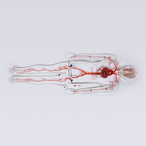Modelo vascular de coração - Shanghai Preclinic Medtech - de corpo inteiro / de sistema circulatório / de artéria