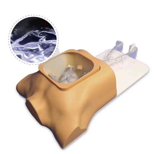 Modelo vascular de coração - Shanghai Preclinic Medtech - para cirurgia minimamente invasiva / para cirurgia cardíaca / para cirurgia vascular