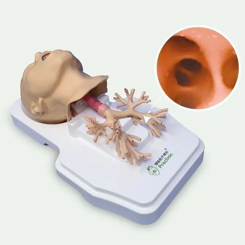 Modelo anatômico de sistema respiratório - PLHX1002 - Shanghai Preclinic Medtech - de pulmão / de brônquios / brônquico
