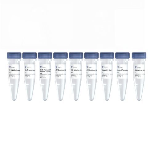 Kit de reagentes em solução - DD4202EN - Nanjing Vazyme Medical Technology Co.,Ltd - para transcrição in vitro