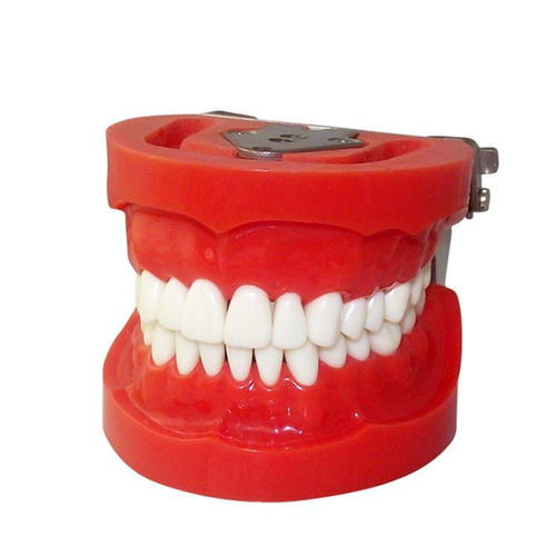 Modelo anatômico de maxilares - UM-A3 - Tangshan UMG Medical Instrument - de dentição / para exodontia / para ensino