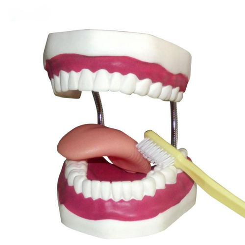 Modelo anatômico de dentição - UM-A8-02 - Tangshan UMG Medical Instrument - de língua / para higiene dentária / para ensino