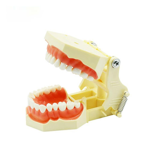 Modelo anatômico de dentição - UM-A3F F - Tangshan UMG Medical Instrument - de gengiva / para procedimentos odontológicos / para ensino