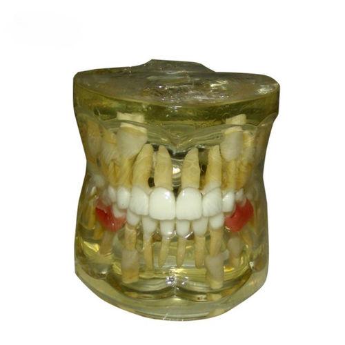 Modelo anatômico de dentição - UM-7019 - Tangshan UMG Medical Instrument - para ensino / de resina / transparente