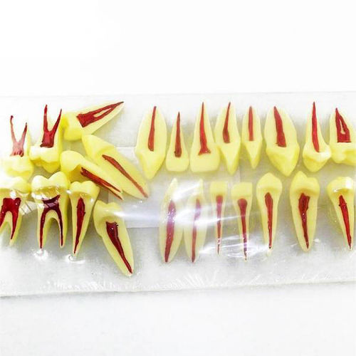 Modelo de dente - UM-C1 - Tangshan UMG Medical Instrument - de canal radicular / para ensino / de resina