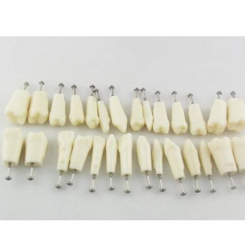 Modelo de dente - UM-C4 - Tangshan UMG Medical Instrument - para ensino